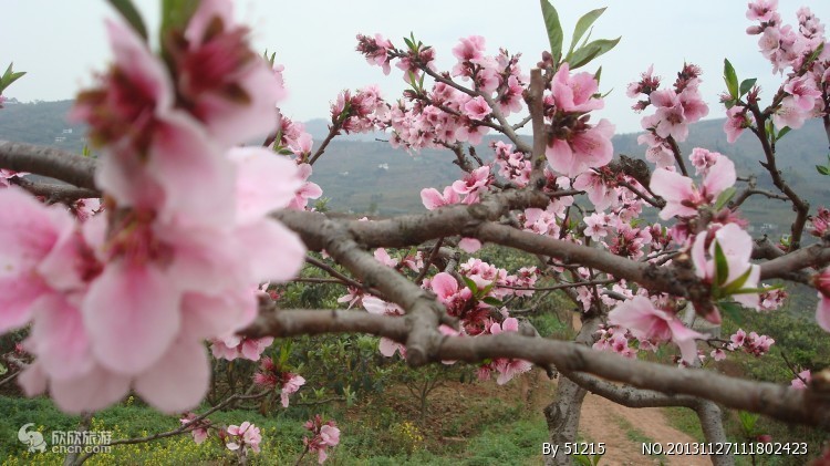 龙泉桃花