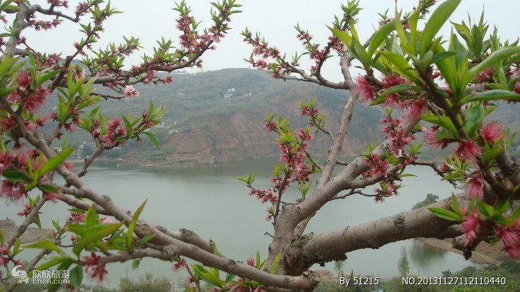 龙泉桃花