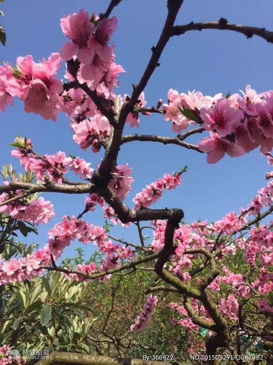 龙泉桃花