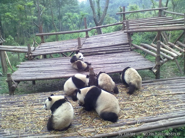 熊猫基地图片