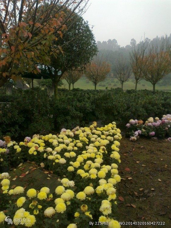 花舞人间